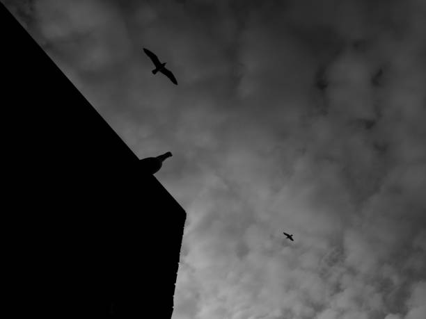 B&W Natural animals, sea, crow, landscape naturel images