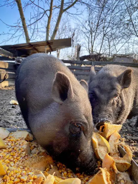 Photo of black adult pigs on a farm