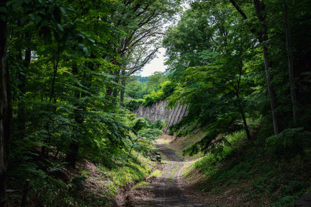 The road passes through in the forest