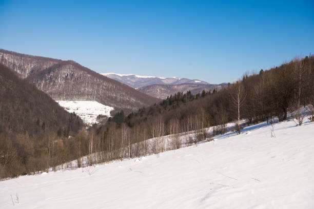 Winter landscape of the mountain forest