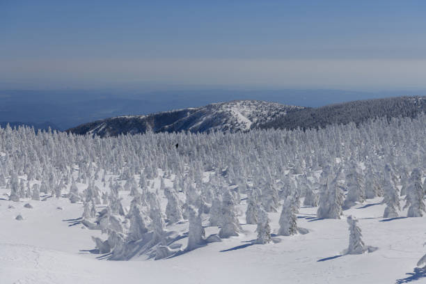 istock The snow covered trees in the Zao Mountain Range 1190351462