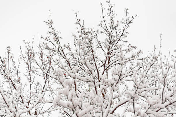 istock Branches of trees are covered with fluffy snow. 1190352229