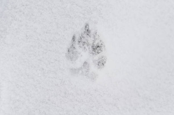 istock Dog paw track on surface in white clean snow. 1190352362