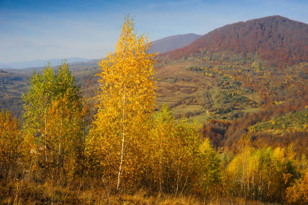 istock Trees in fall foliage on the hillside. The fall landscape with colorful forest 1190352426