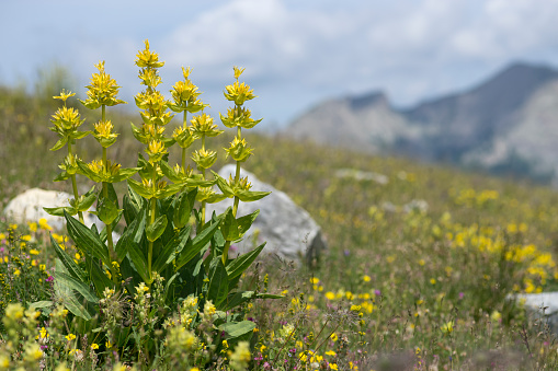 Yellow Bitterwort in Alps mountains