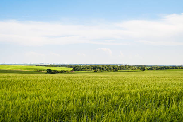 Green rye fields at a bright sunny summer day. Plain under a cloudy sky. Typical agricultural landscape of Belgorod reggion, Russia. Green rye fields at a bright sunny summer day. Plain under a cloudy sky. Typical agricultural landscape of Belgorod reggion, Russia. belgorod photos stock pictures, royalty-free photos & images