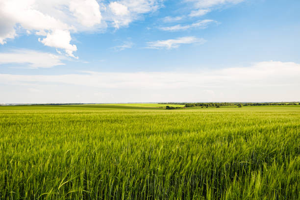 istock Green rye fields at a bright sunny summer day. Plain under a cloudy sky. Typical agricultural landscape of Belgorod reggion, Russia. 1190354650