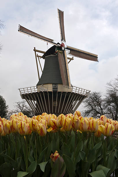 tulips and windmill stock photo