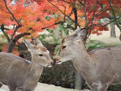 Cute deers looking at each other