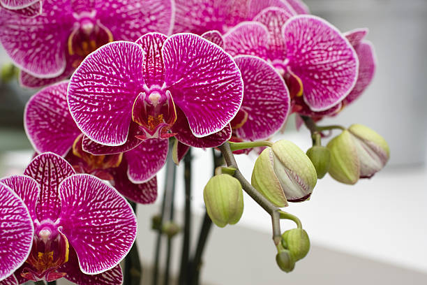 pink Orchid stock photo