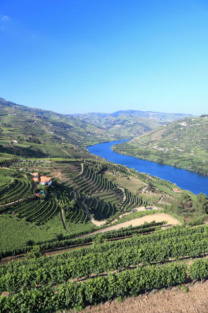 istock Terraced vineyards on banks of River Douro 1190357380