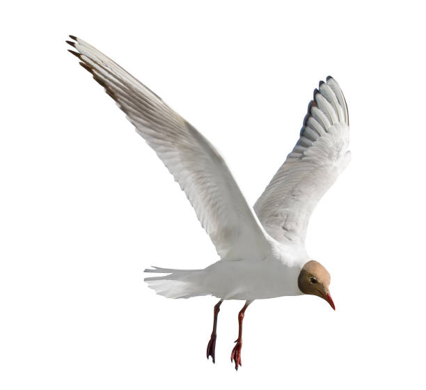 istock one flying black-head isolated gull photo 1190359068