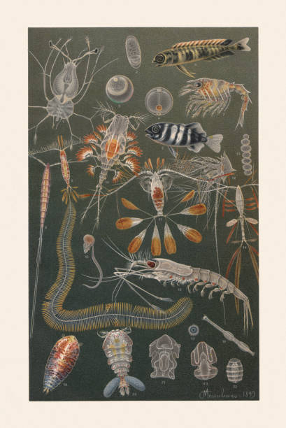Marine fauna, chromolithograph, published in 1899 Marine fauna: 1) Panulirus, larva; 2) European anchovy (Engraulis encrasicolus), egg; 3) Clupea, egg with embryo; 4) Silver scabbardfish (Lepidopus caudatus), egg with embrio; 5) Coryphaena pelagica; 6) Pilot fish (Naucrates ductor); 7) American lobster (Homarus americanus), larva; 8) Setella gracilis, female; 9) Calocalanus plumulosus, female; 10) Copilia vitrea, female; 11) Calocalanus pavo, female; 12) Lepadid, larva; 13) Collozoum inerme; 14) Marine copepod (Oithona plumifera); 15) Oikopleura dioica; 16) Northern krill (Meganyctiphanes norvegica); 17) Thalassicolla nucleata; 18) Arrow worm (Sagitta minima); 19) Sapphirina ovatolanceolata; 20) Sapphirina auronitens; 21) Synapta digitata, larva; 22) Synapta digitata, pupa; 23) Acorn worm (Enteropneusta), larva. Chromolithograph after a drawing by Comingio Merculiano (Italian painter, 1845 - 1915), published in 1899. pilot fish stock illustrations