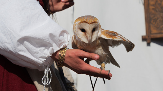 Male of the barn owl sitting on the hand of woman wearing ancient gold bracelet and medieval costume on the background of white wall