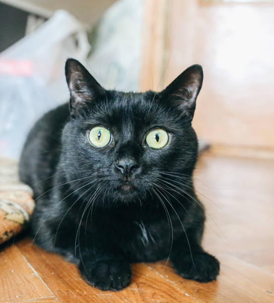 istock Beautiful black cat in the room. Home pet. 1190362522