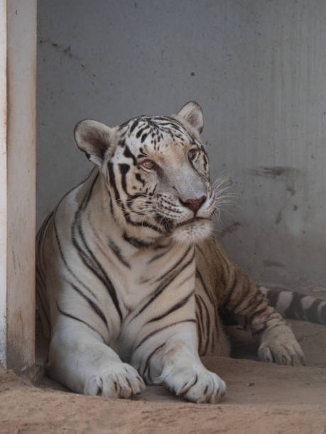 istock White Tiger in Captivity in Middle East Zoo 1190363719