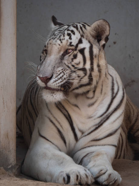 istock White Tiger in Captivity in Middle East Zoo 1190363774