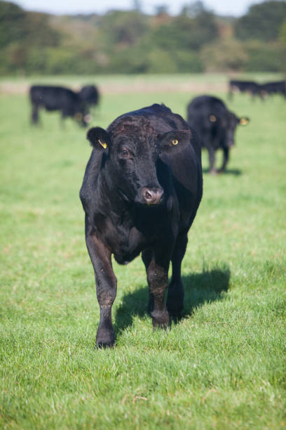 istock Black Angus cattle on green grass in Great Britain 1190363984