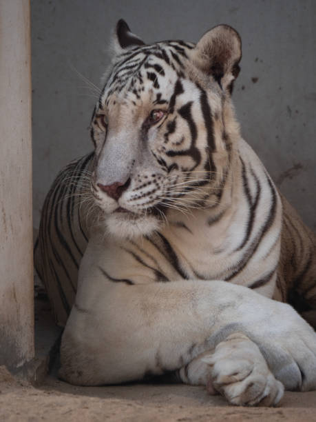 istock White Tiger in Captivity in Middle East Zoo 1190364130