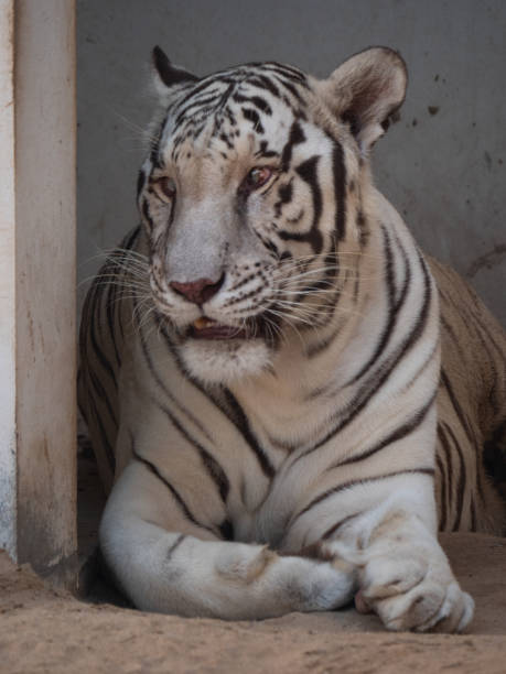 istock White Tiger in Captivity in Middle East Zoo 1190364289