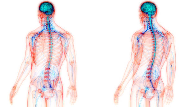centralny organ anatomii ludzkiego układu nerwowego - paralysis human spine x ray image human bone zdjęcia i obrazy z banku zdjęć