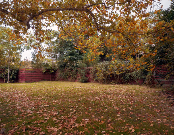 istock A large meadow with green grass and many fallen yellow leaves on it 1190364861