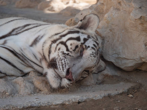 istock White Tiger in Captivity in Middle East Zoo 1190365416