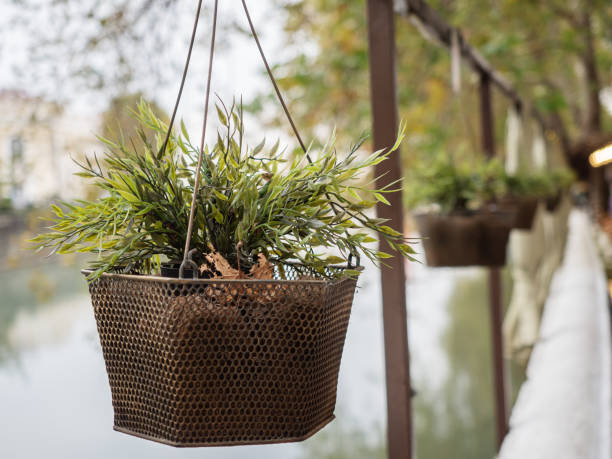 istock Hanging pot with a green plant hanging on a blurred background 1190365495