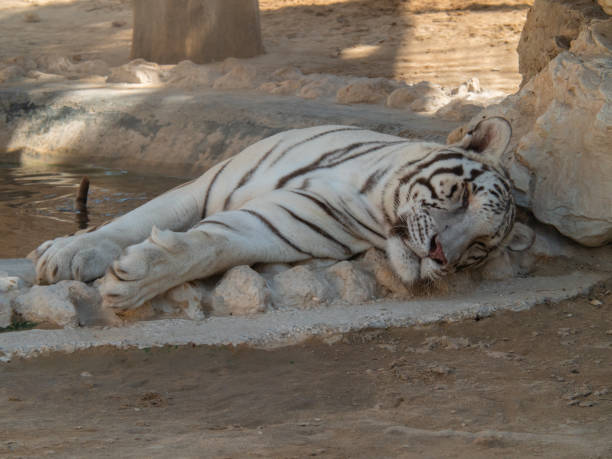 istock White Tiger in Captivity in Middle East Zoo 1190365673