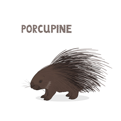 Vector illustration, a cartoon hystrix, porcupine , isolated on a white background. Animal alphabet.