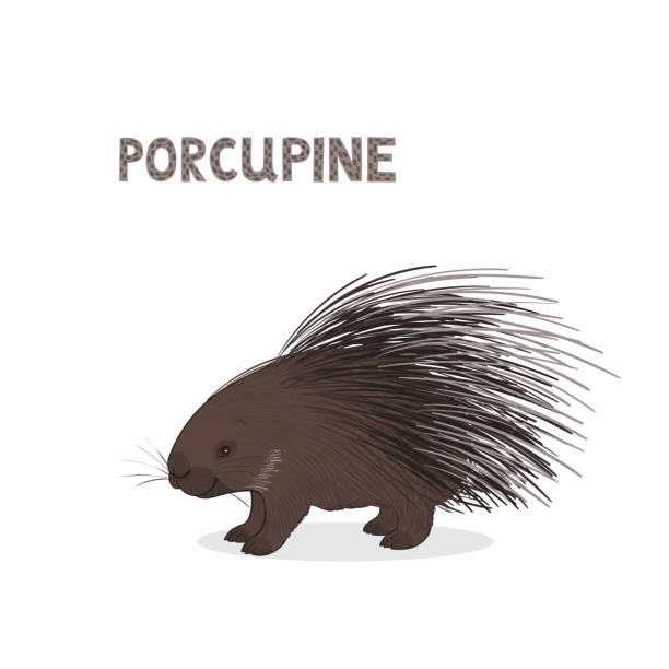 Vector illustration, a cartoon hystrix, isolated on a white background. Animal alphabet. Vector illustration, a cartoon hystrix, porcupine , isolated on a white background. Animal alphabet. porcupine hedgehog rodent animal stock illustrations