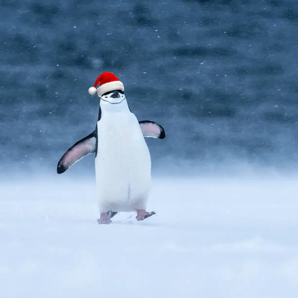 Photo of Cheerful smiling Chinstrap penguin walking in snow in Antarctica wearing a red Christmas Santa hat