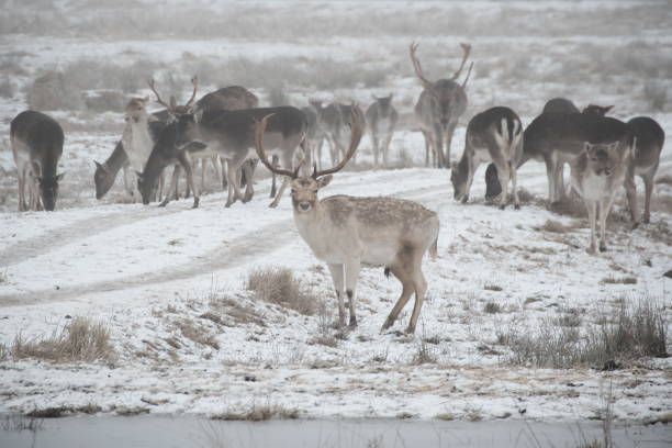 istock Herd of fallow deer (Dama dama) walking around in misty winter day 1190366863