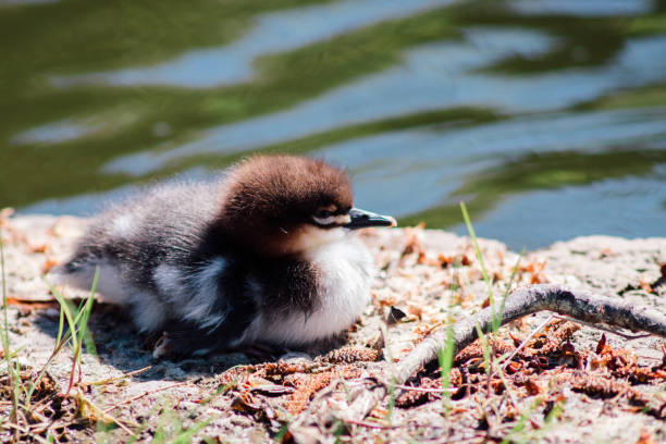 Common merganser duckling in a park. Estonia, Tallinn.