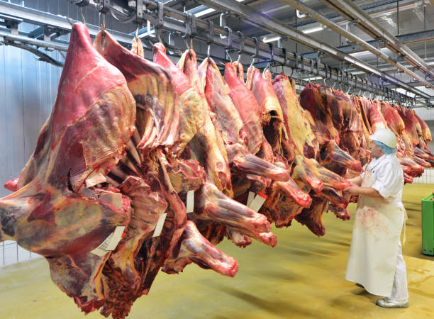 workplace food industry - factory butchery for the production of sausages - cold store with hanging cow and pork halves workplace food industry - factory butchery for the production of sausages - cold store with hanging cow and pork halves meat packing industry photos stock pictures, royalty-free photos & images