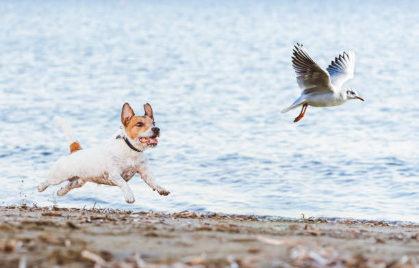 perro travieso pájaro gaviota jugando en la playa - perseguir fotografías e imágenes de stock