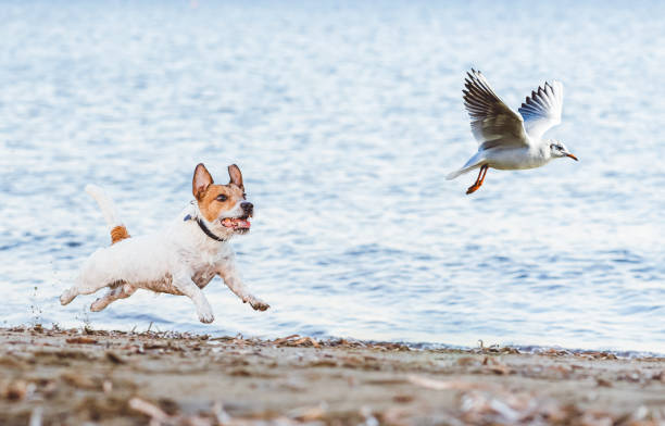 いたずらな犬は、ビーチで遊んでカモメの鳥を追い - 追いかける ストックフォトと��画像