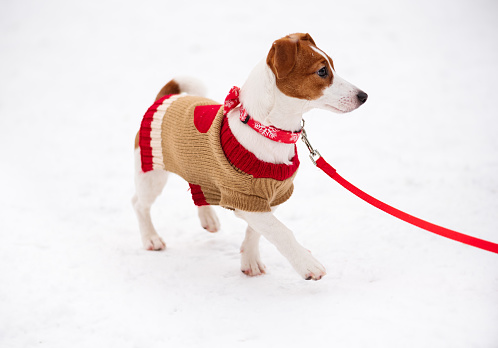 Jack Russell Terrier dog in holiday clothing