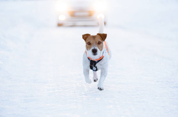 cão que funciona na estrada e no carro escorregadios do inverno que vêm de atrás - car winter road reflector snow - fotografias e filmes do acervo
