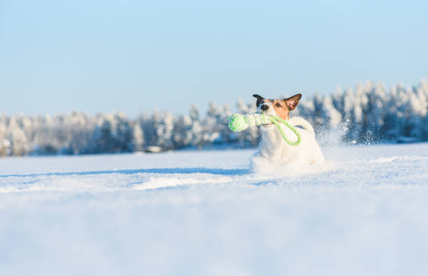 Jack Russell Terrier dog playing in deep snow