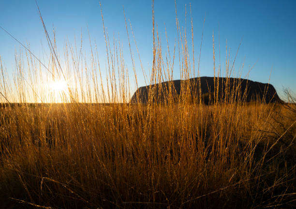 울루루 앳 선라이즈 - uluru australia northern territory sunrise 뉴스 사진 이미지