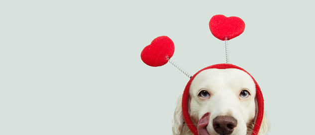 close-up hide dog in love for happy valentines day with red heart shape diadem and tongue linking its nose. isolated on gray background.