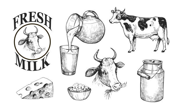 Milk and dairy products. Fresh farm milk, cheese, cottage cheese. Hand drawn illustration converted to vector. Isolated on white background Milk and dairy products. Fresh farm milk, cheese, cottage cheese. Hand drawn illustration converted to vector. Isolated on white background cottage cheese stock illustrations