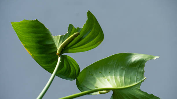 istock A green caterpillar that eats green leaves with 1190372120
