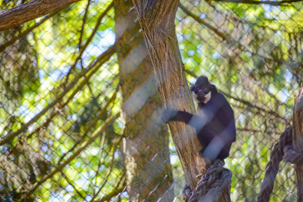 Little capuchin monkey looking at a fruit in his hands