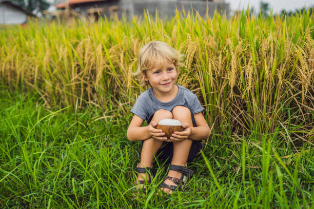 el niño está sosteniendo una taza de arroz hervido en una taza de madera en el fondo de un campo de arroz maduro. concepto de comida para niños - 11310 fotografías e imágenes de stock