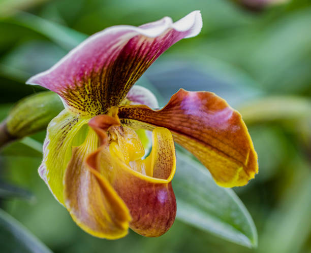istock Paphiopedilum orchid 1190375640