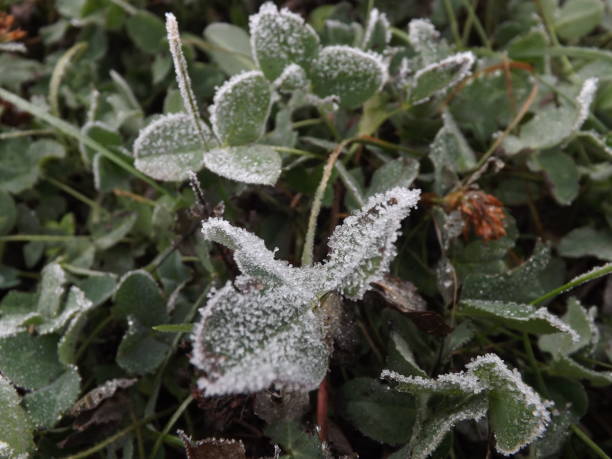 istock Autumn frost 1190376391