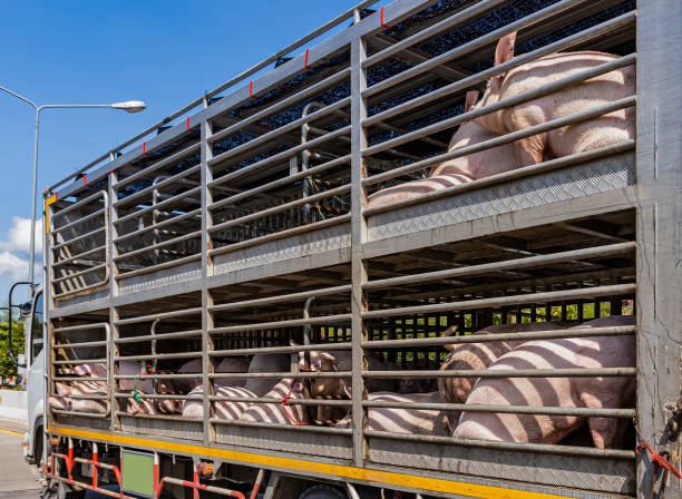 istock Pigs on the truck 1190376508