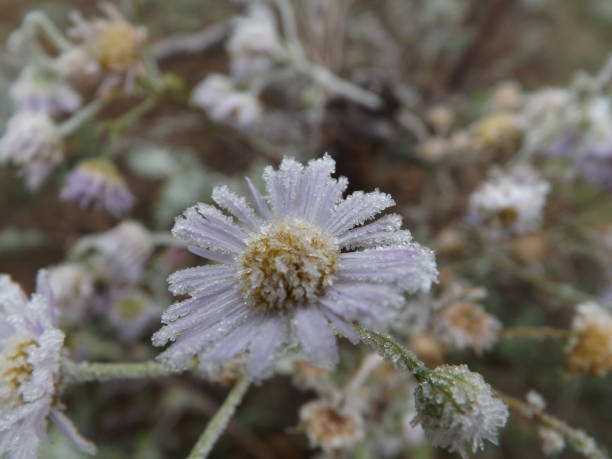 istock Autumn frost 1190376560